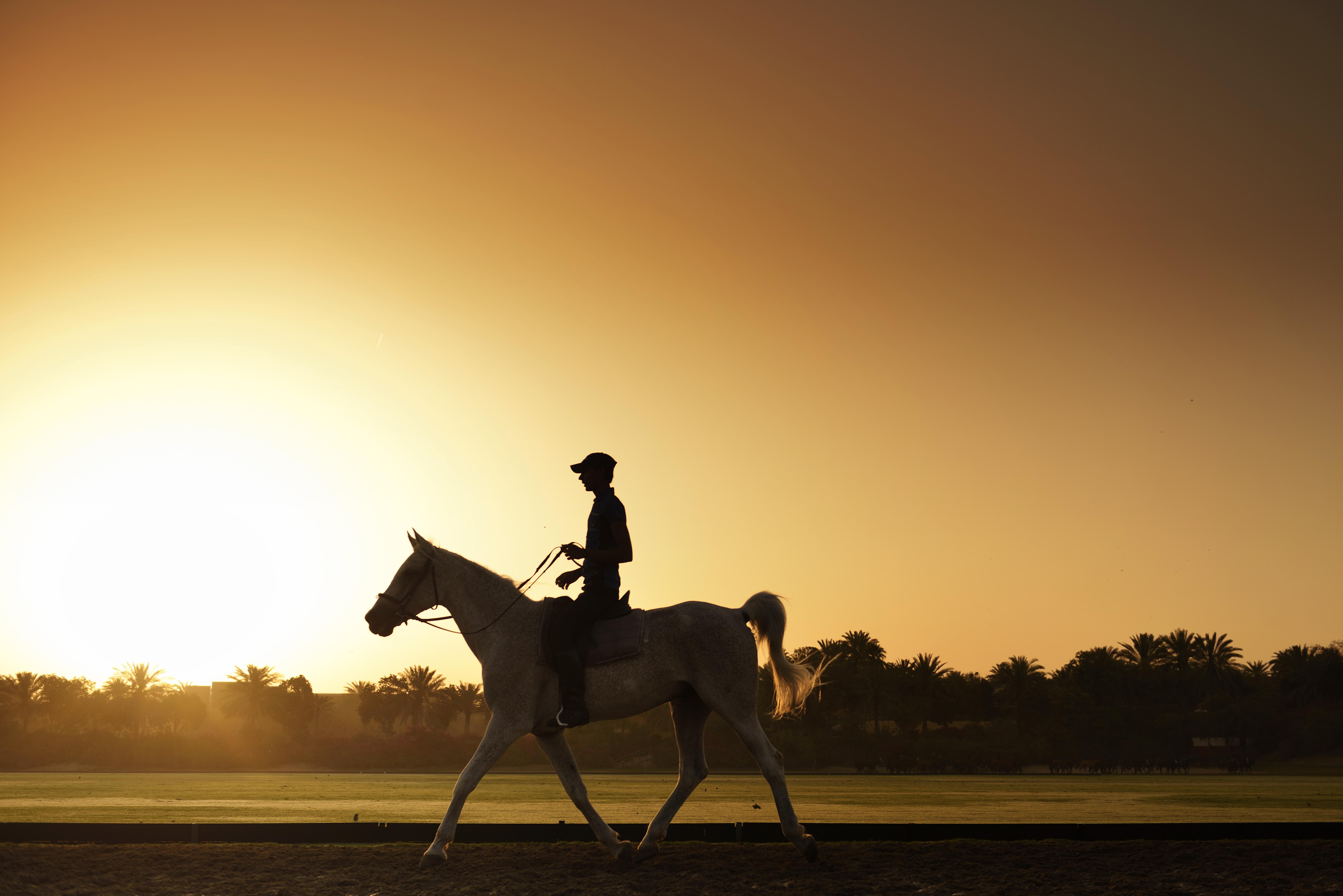 Meliá Desert Palm Member of Meliá Collection Dubái Exterior foto A horse and rider at sunrise