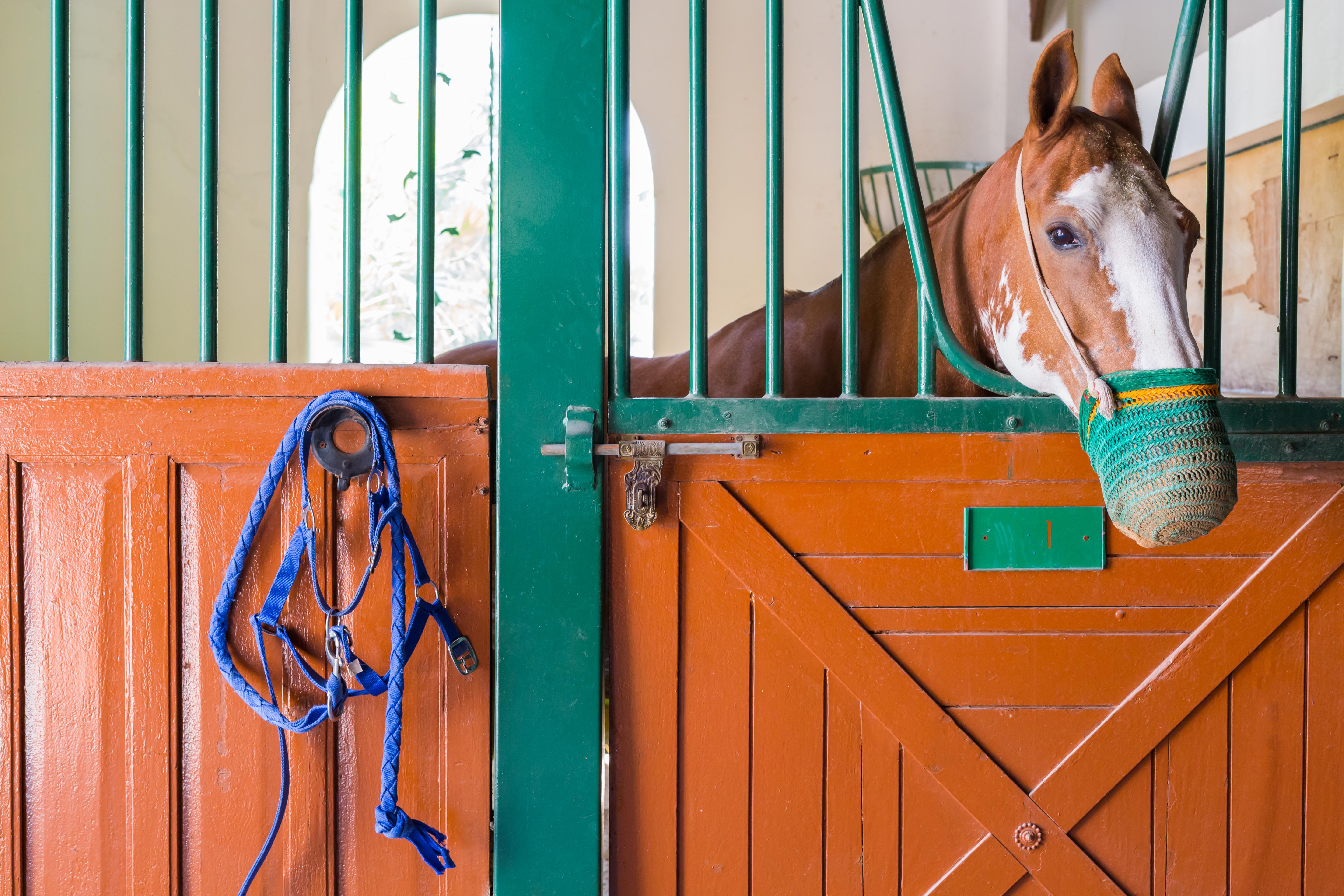 Meliá Desert Palm Member of Meliá Collection Dubái Exterior foto A horse in a stable