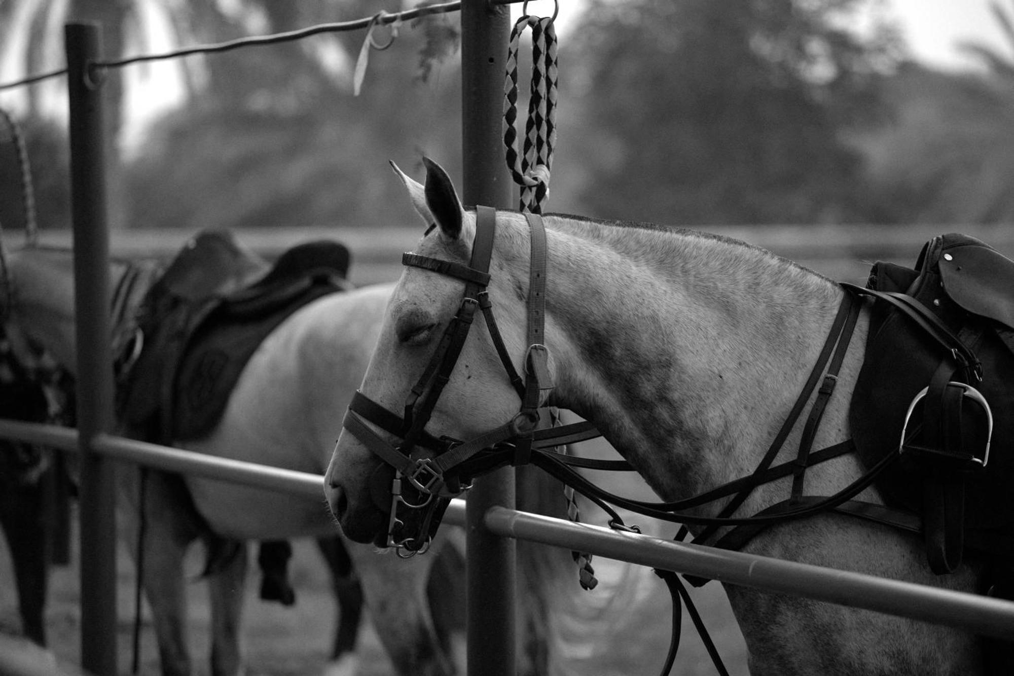 Meliá Desert Palm Member of Meliá Collection Dubái Exterior foto A horse wearing an English bridle
